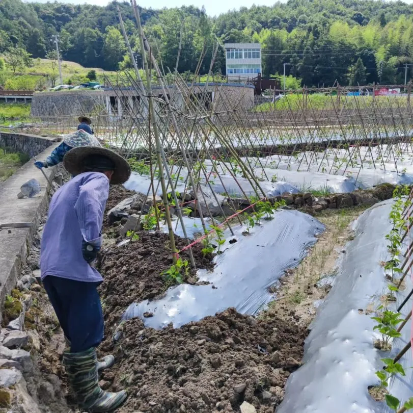 新品上市!苦等了大半年的山友糯米山药上市啦!