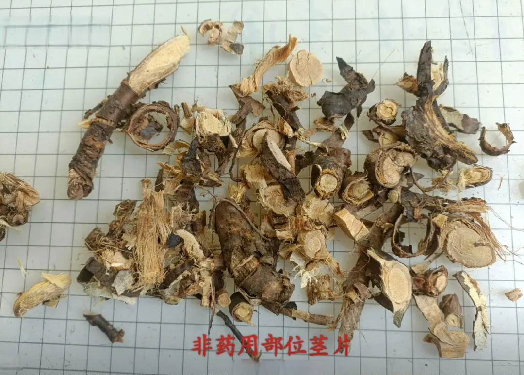 从“土黄芪”到中药界的“网红”食材金雀根