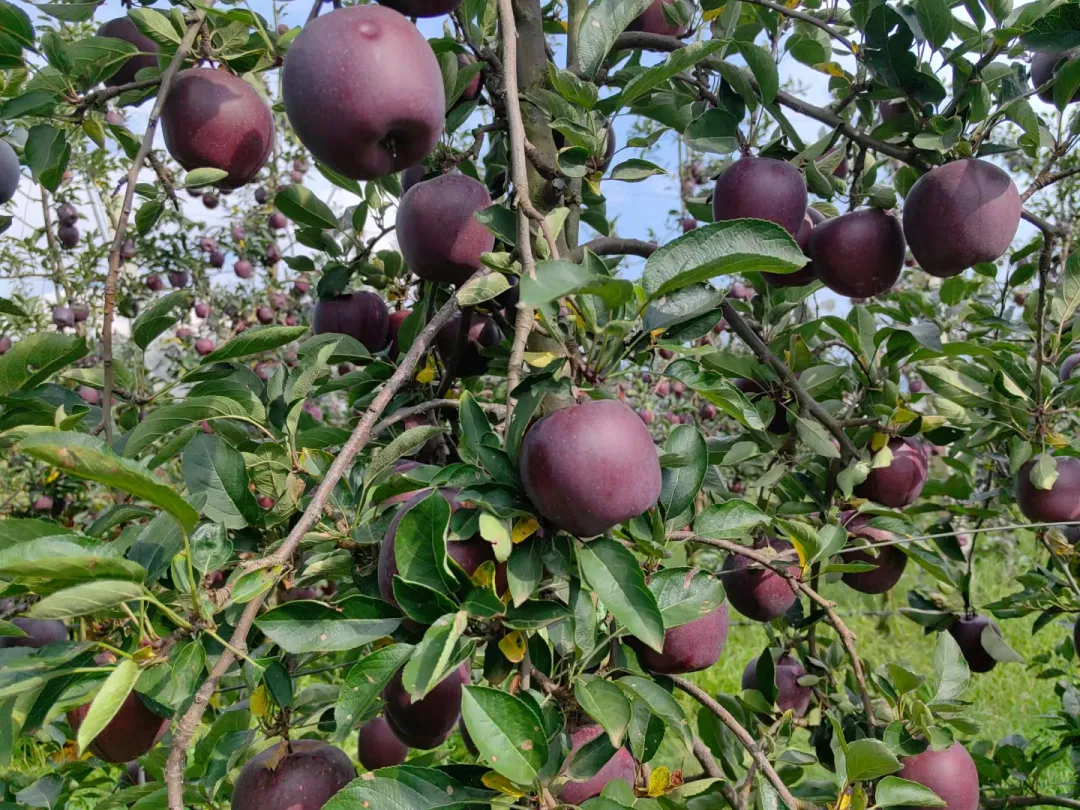 昭通黑卡苹果,香甜爽脆,满口都是醇厚香甜的苹果香气