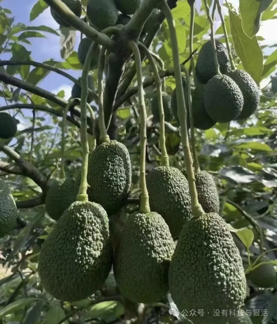 来自北纬24度的“有机绿金”云南哈斯牛油果