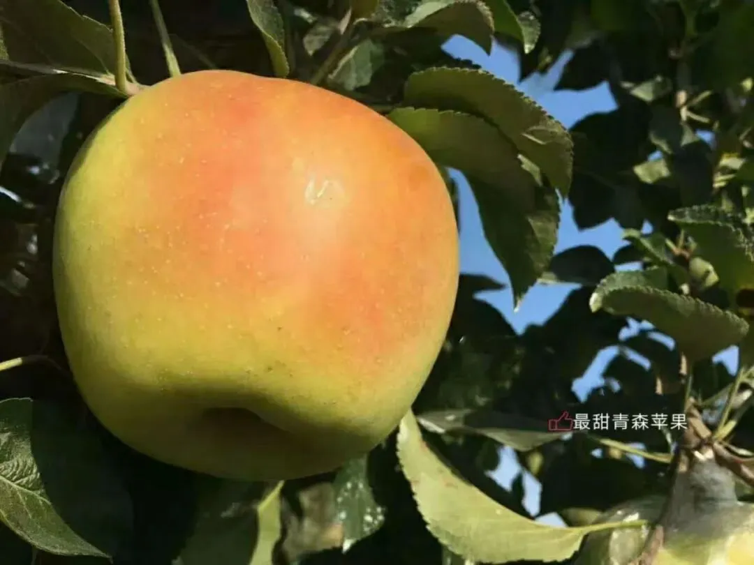 当餐食材青森苹果,水蜜桃般的多汁与苹果的脆甜,青翠又带点蜜桃粉