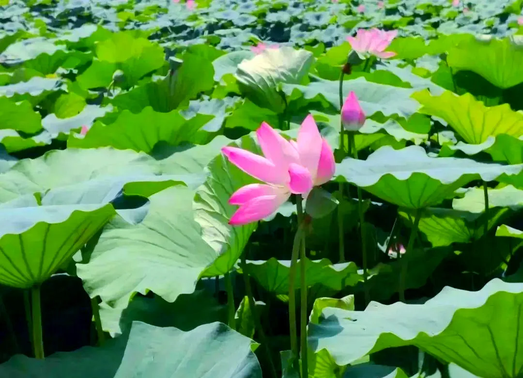 当餐食材莲房果然莲花全身都是宝