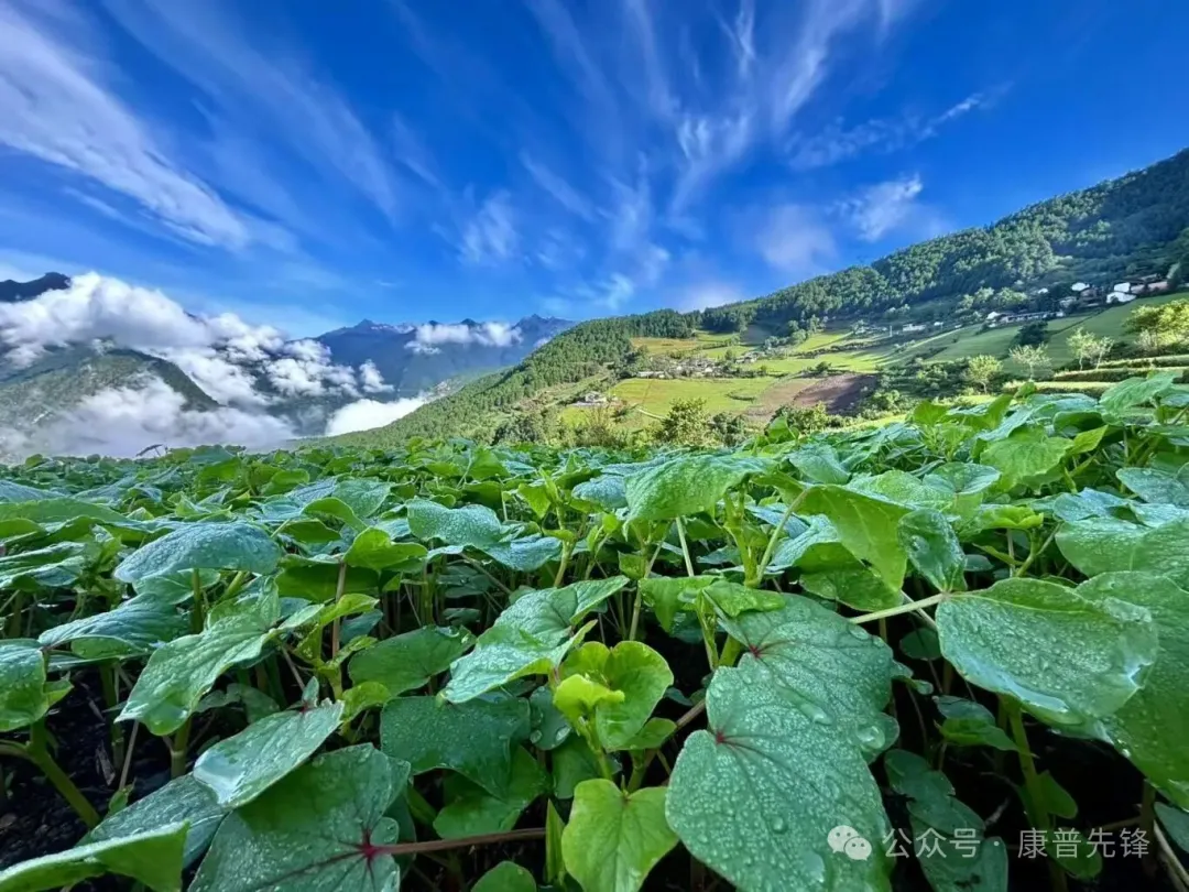 有机本味净土荞面,滋养健康生活
