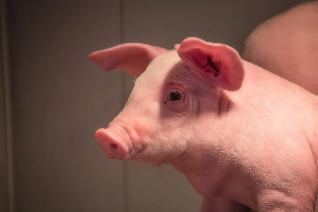 爱尔兰猪肉优质美味,邂逅多彩烹饪艺术