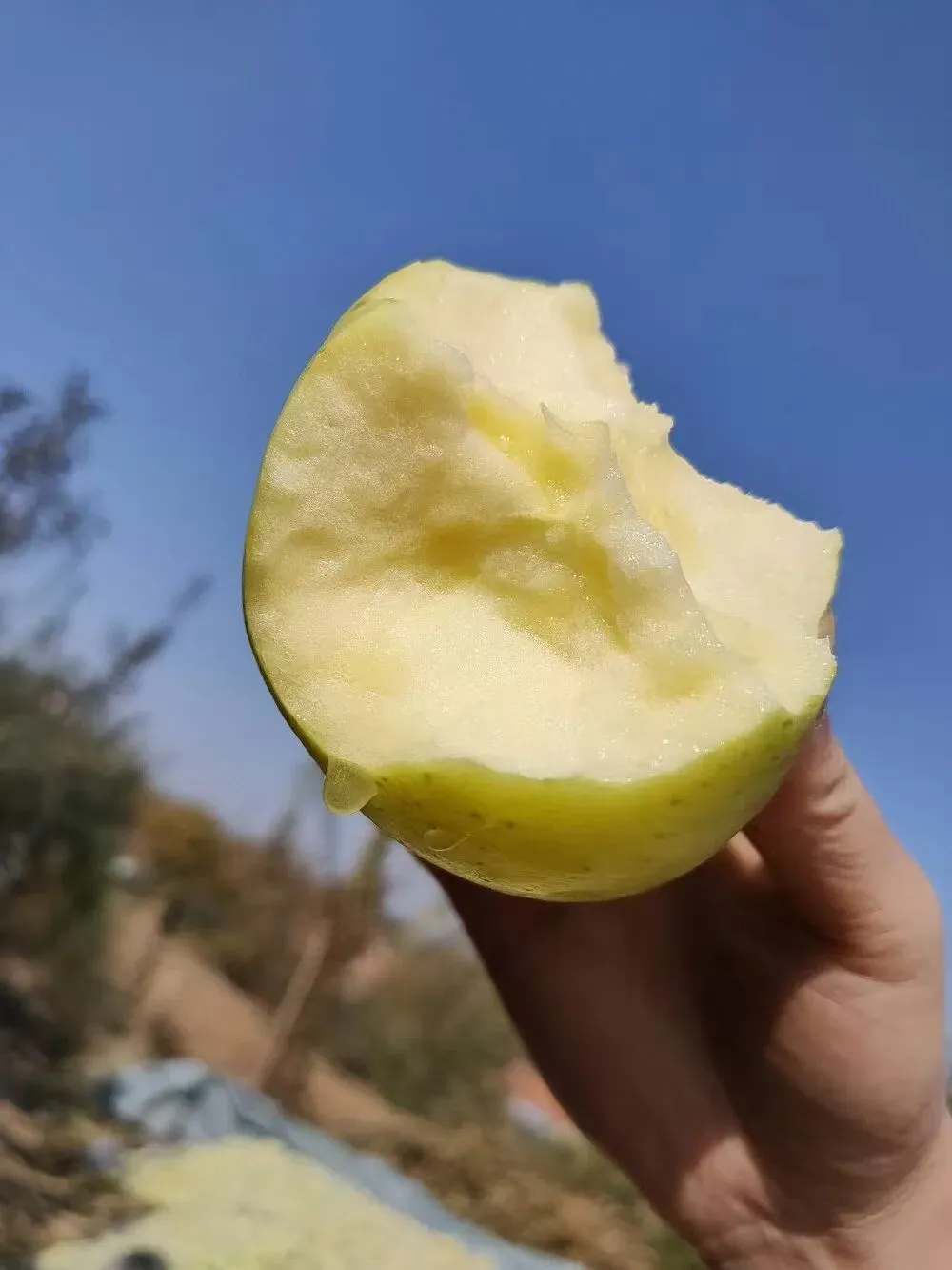 当餐食材青森苹果,水蜜桃般的多汁与苹果的脆甜,青翠又带点蜜桃粉