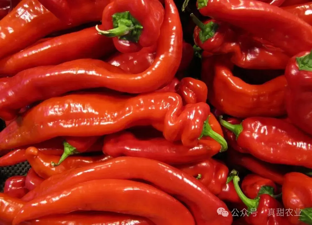 冷空气来袭, 近期蔬菜行情高位