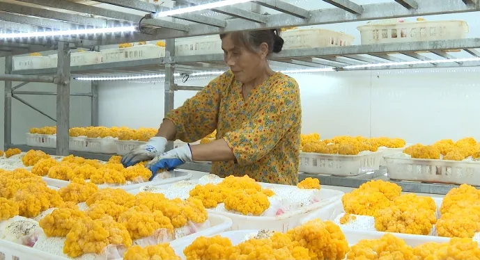 新品+2!衢江每年600多万资金扶持新土特产