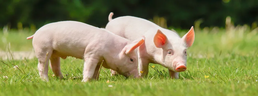 烤乳猪如何成为粤菜中的“当家菜”