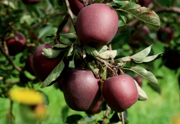 昭通黑卡苹果,香甜爽脆,满口都是醇厚香甜的苹果香气
