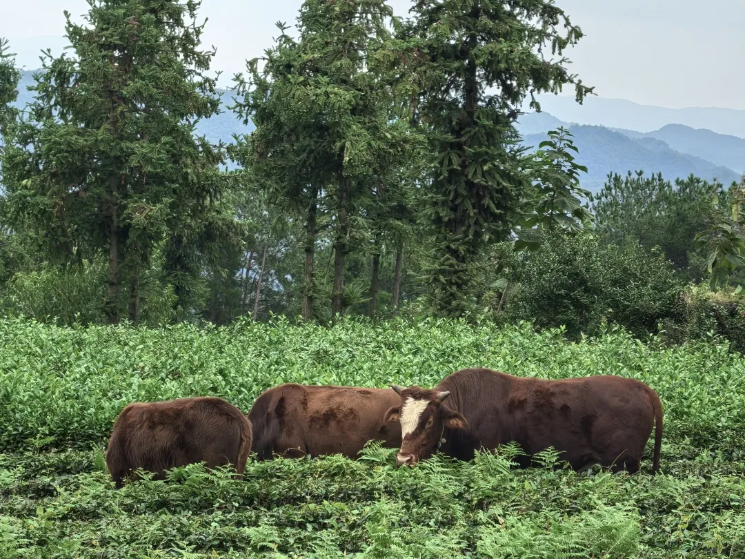 一片茶叶的有机之旅
