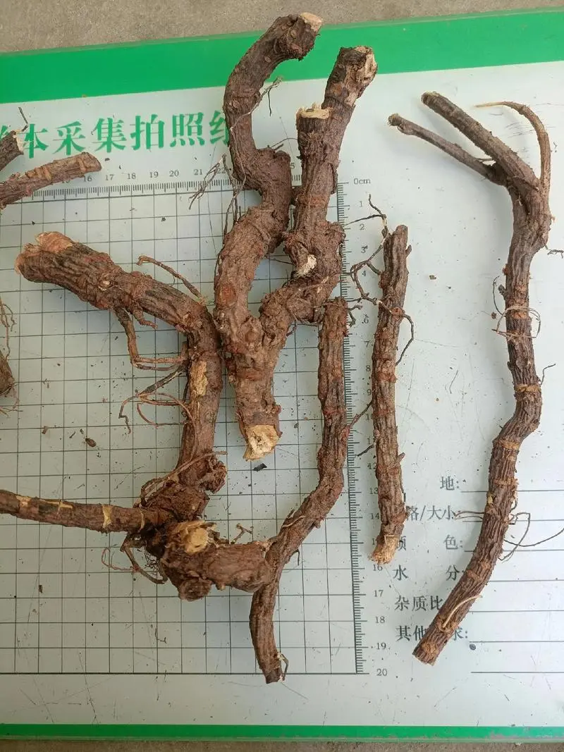 从“土黄芪”到中药界的“网红”食材金雀根