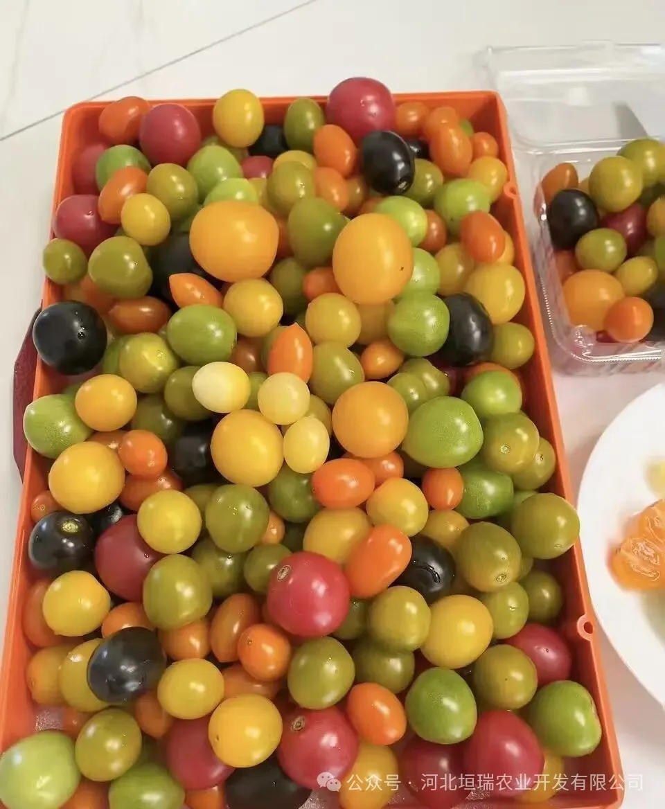 有机圣女果不是网红果,而是当餐优选安心果