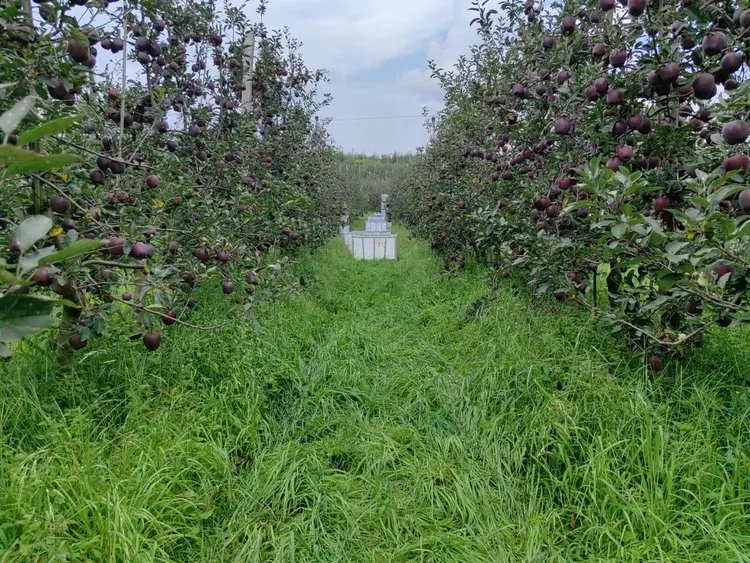 昭通黑卡苹果,香甜爽脆,满口都是醇厚香甜的苹果香气