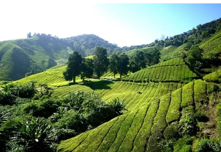 有机农业发展模式与趋势分析