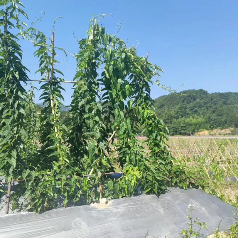 新品上市!苦等了大半年的山友糯米山药上市啦!
