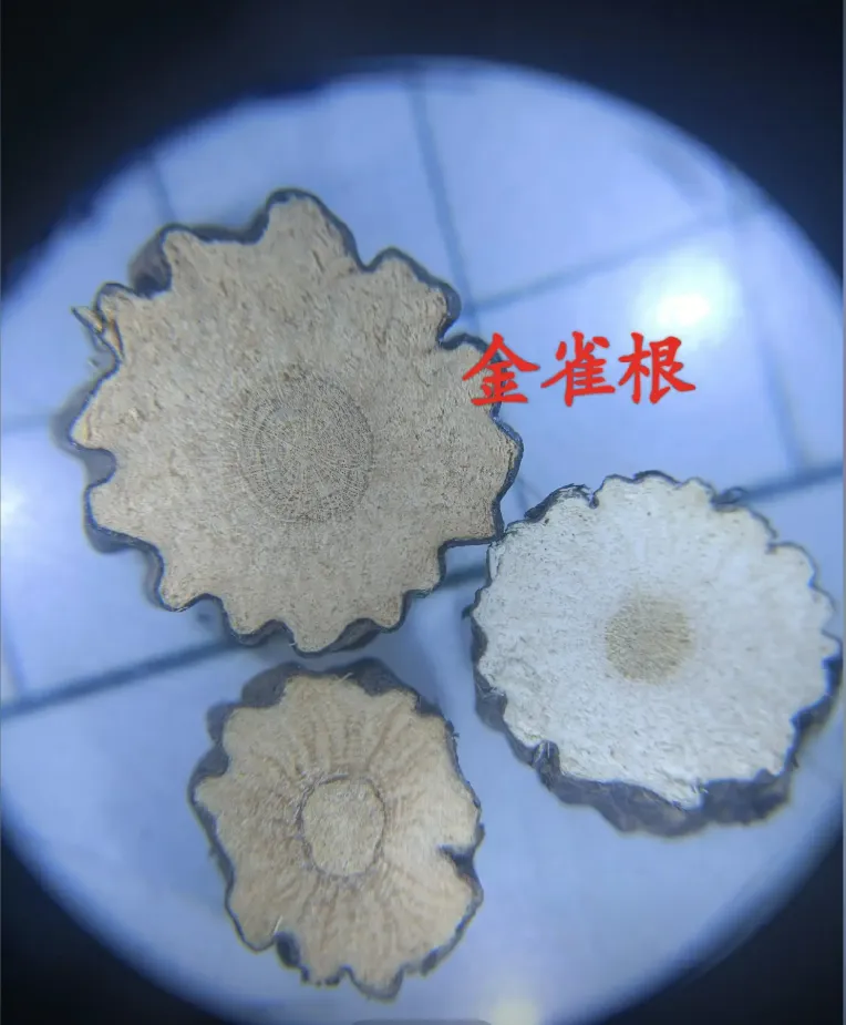 从“土黄芪”到中药界的“网红”食材金雀根