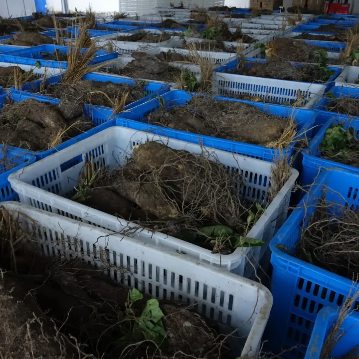 新品上市!苦等了大半年的山友糯米山药上市啦!