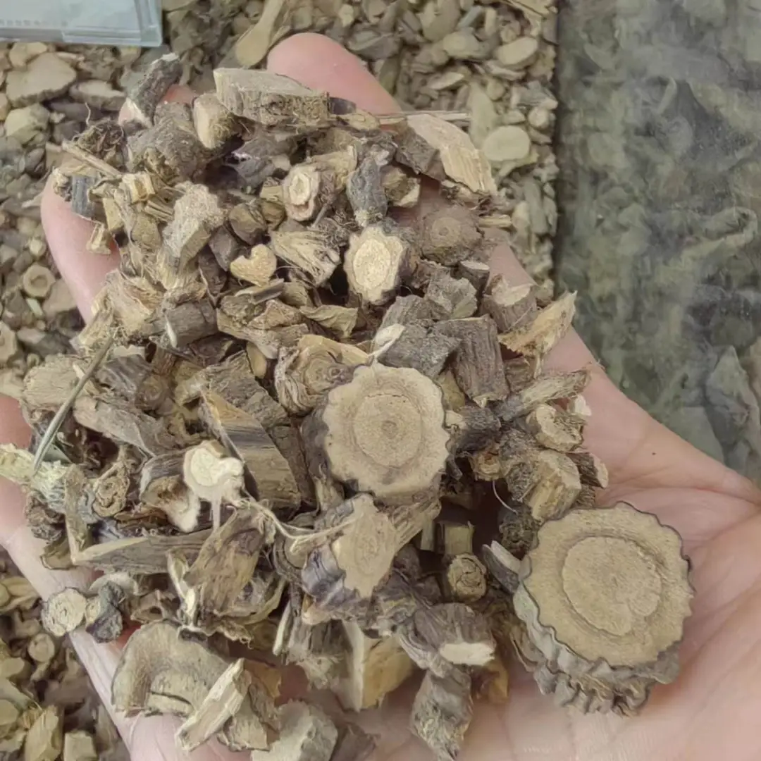 从“土黄芪”到中药界的“网红”食材金雀根