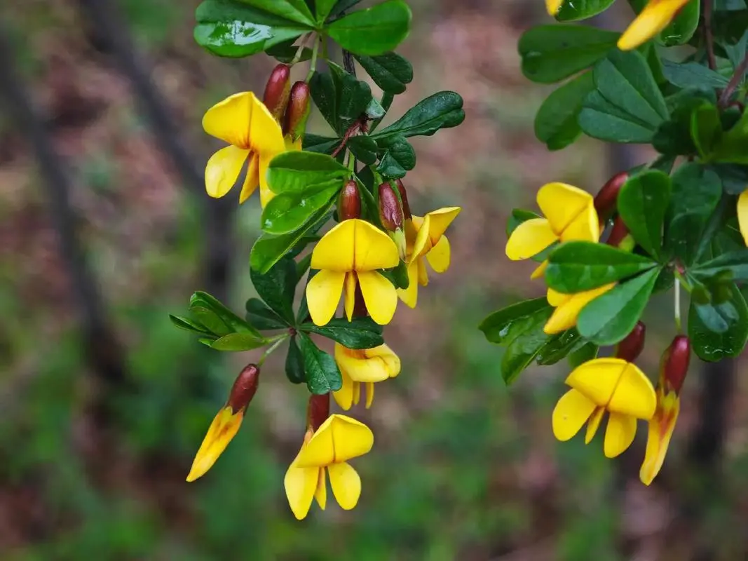 从“土黄芪”到中药界的“网红”食材金雀根