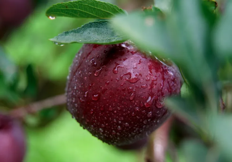 昭通黑卡苹果,香甜爽脆,满口都是醇厚香甜的苹果香气