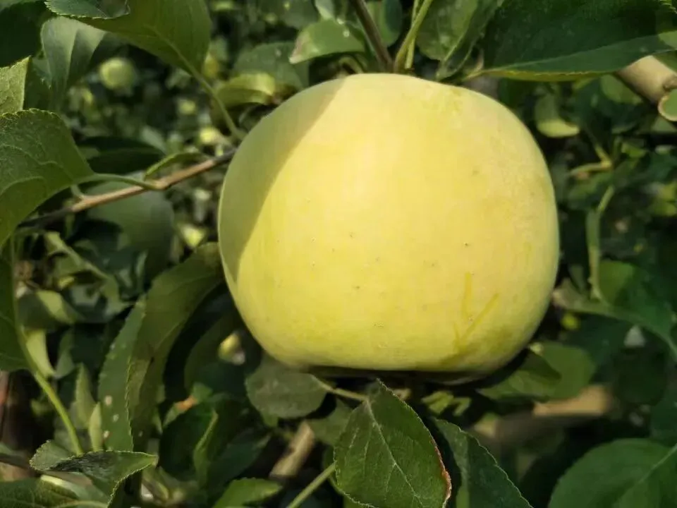 当餐食材青森苹果,水蜜桃般的多汁与苹果的脆甜,青翠又带点蜜桃粉