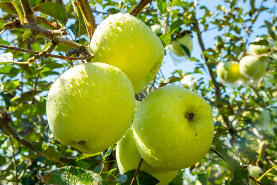 当餐食材青森苹果,水蜜桃般的多汁与苹果的脆甜,青翠又带点蜜桃粉