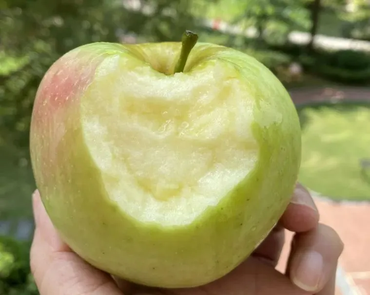 当餐食材青森苹果,水蜜桃般的多汁与苹果的脆甜,青翠又带点蜜桃粉