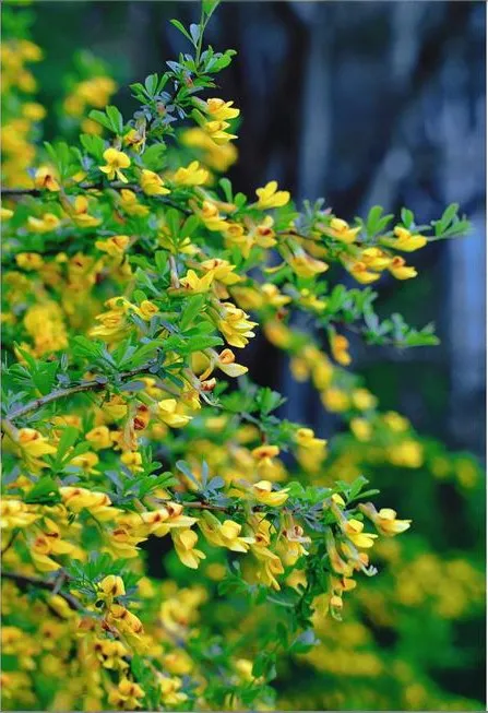 从“土黄芪”到中药界的“网红”食材金雀根