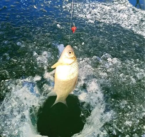 东北人的“猫冬”食材