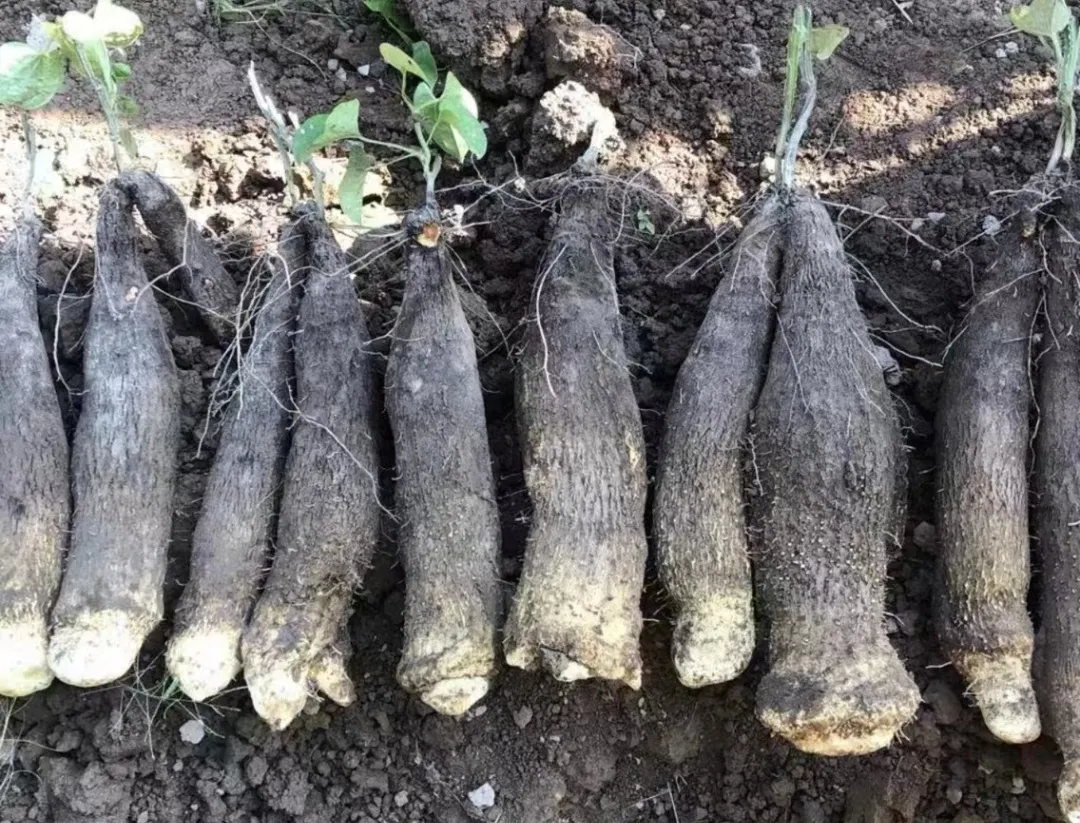 新品上市!苦等了大半年的山友糯米山药上市啦!