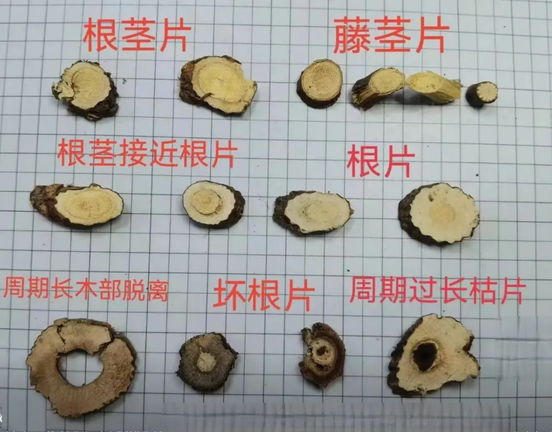 从“土黄芪”到中药界的“网红”食材金雀根