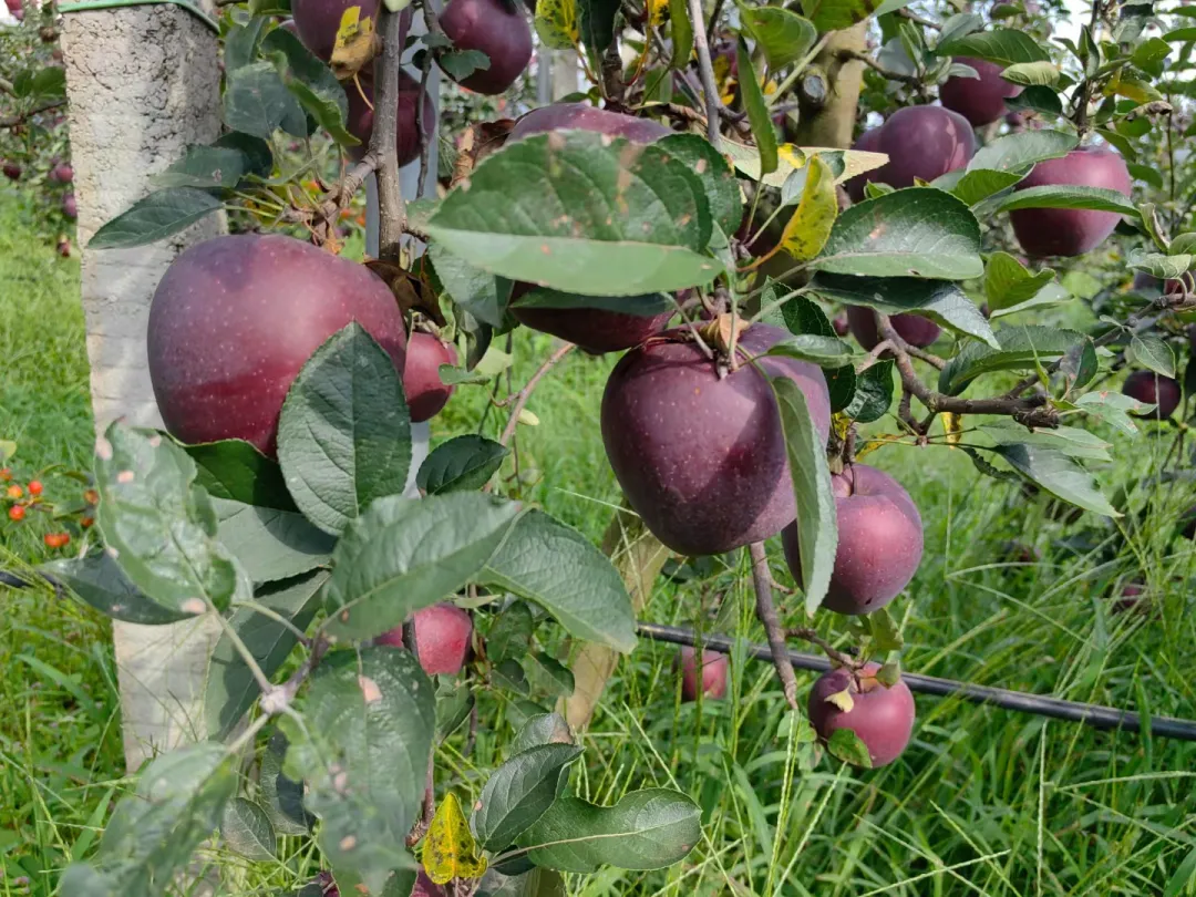 昭通黑卡苹果,香甜爽脆,满口都是醇厚香甜的苹果香气
