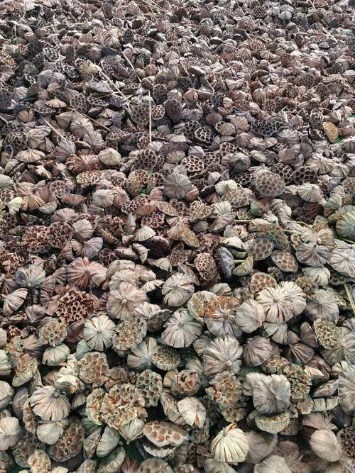 当餐食材莲房果然莲花全身都是宝