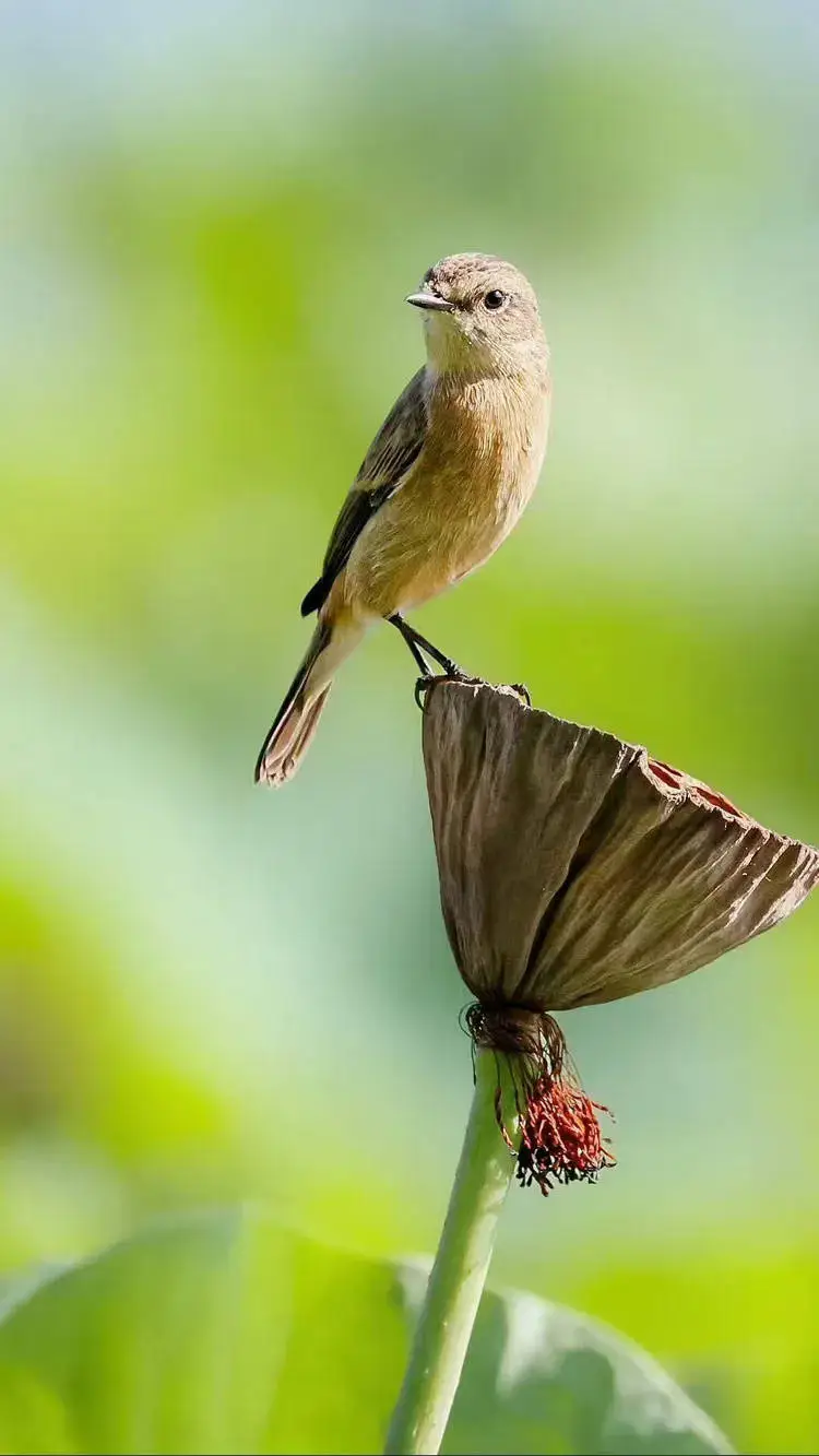 当餐食材莲房果然莲花全身都是宝