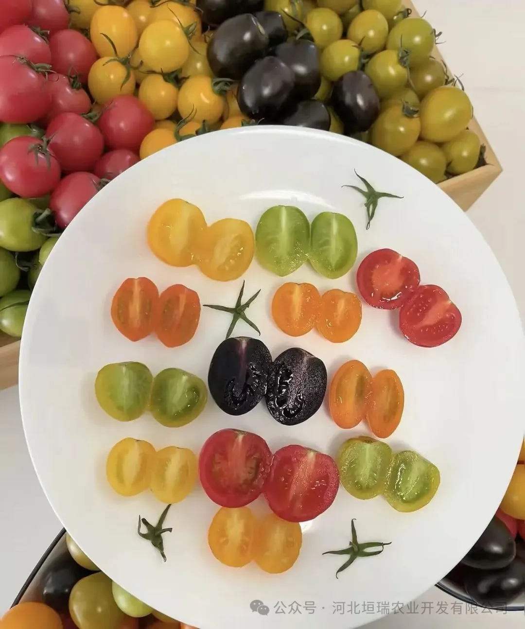 有机圣女果不是网红果,而是当餐优选安心果