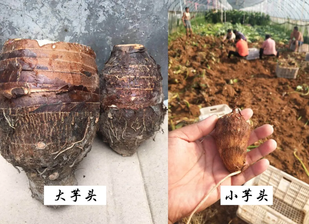 奶香味的小芋头,越吃越上头