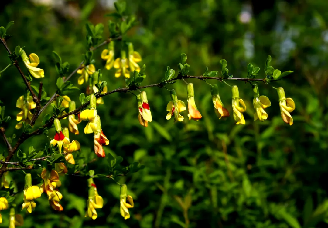 从“土黄芪”到中药界的“网红”食材金雀根