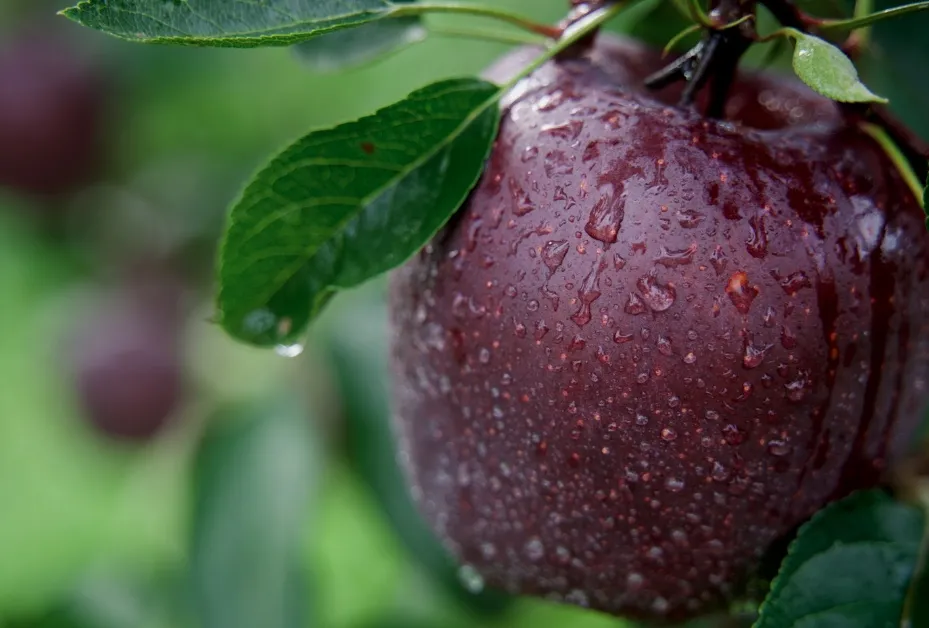 昭通黑卡苹果,香甜爽脆,满口都是醇厚香甜的苹果香气