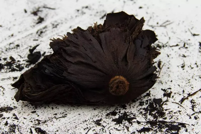 当餐食材莲房果然莲花全身都是宝