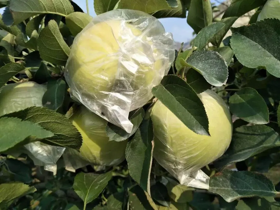 当餐食材青森苹果,水蜜桃般的多汁与苹果的脆甜,青翠又带点蜜桃粉