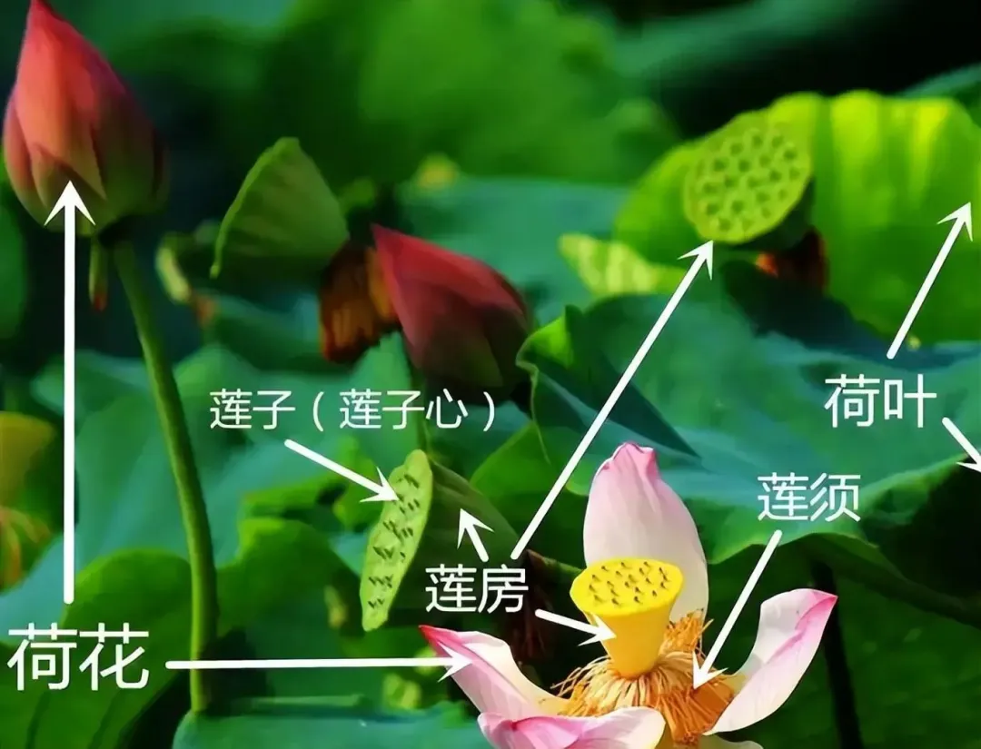 当餐食材莲房果然莲花全身都是宝