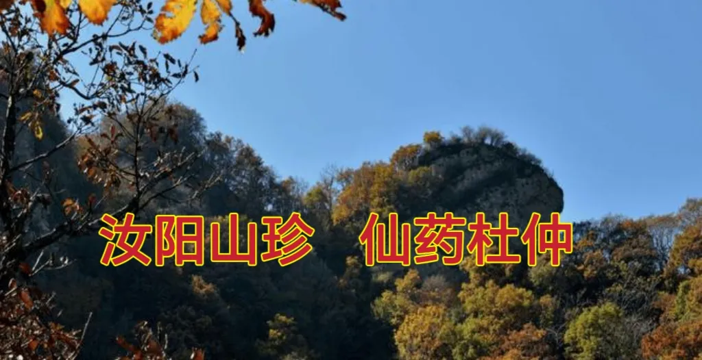 汝阳山珍,仙药杜仲