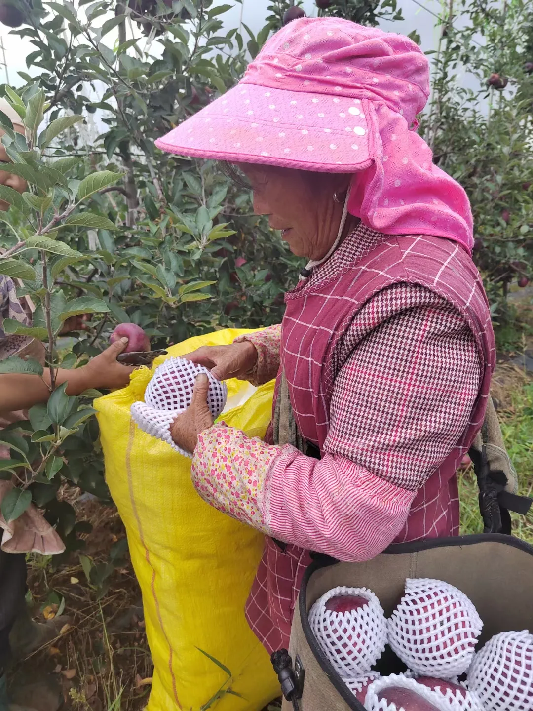 昭通黑卡苹果,香甜爽脆,满口都是醇厚香甜的苹果香气