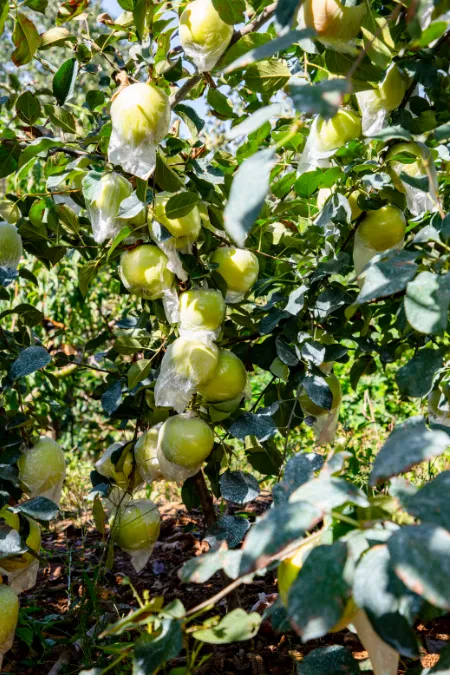 当餐食材青森苹果,水蜜桃般的多汁与苹果的脆甜,青翠又带点蜜桃粉