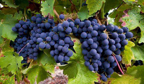 CpsMEWWeQreAHxgGAB6KL-5t5aM478.jpg 寻味贺兰尝美酒