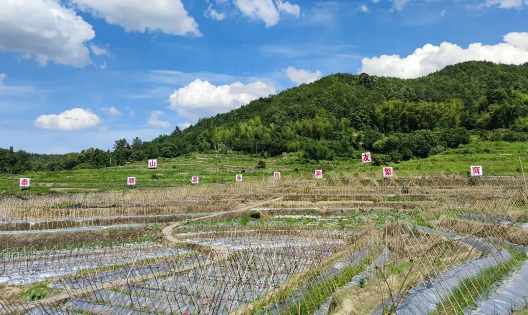 新品上市!苦等了大半年的山友糯米山药上市啦!