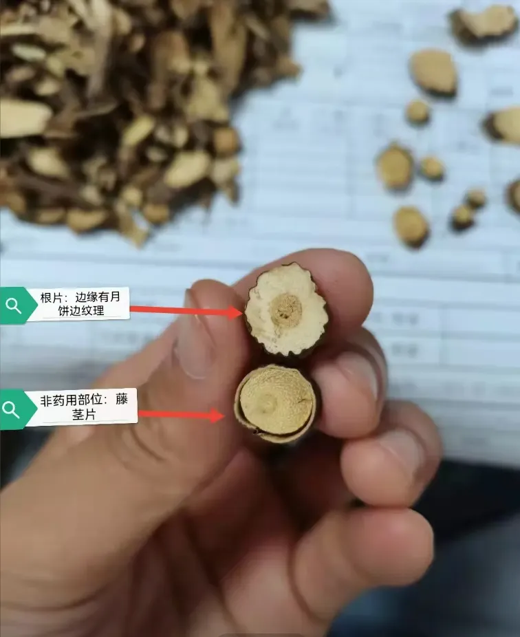 从“土黄芪”到中药界的“网红”食材金雀根