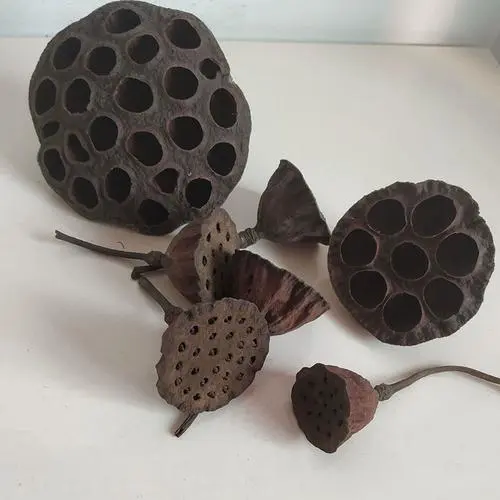 当餐食材莲房果然莲花全身都是宝