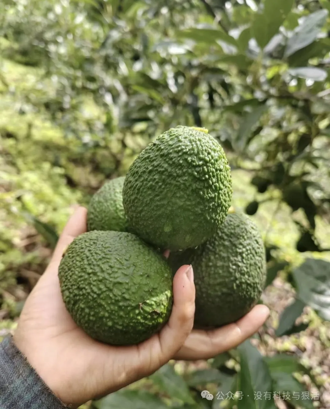 来自北纬24度的“有机绿金”云南哈斯牛油果