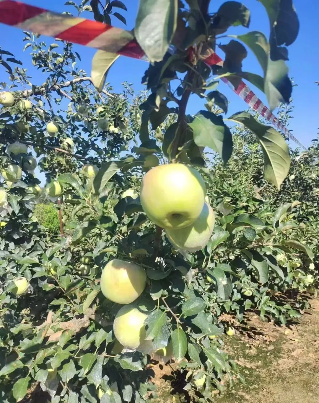 当餐食材青森苹果,水蜜桃般的多汁与苹果的脆甜,青翠又带点蜜桃粉
